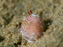 Dermatobranchus rubidus