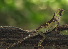 Acanthosaura coronata