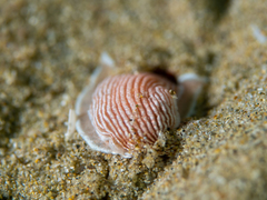 Dermatobranchus rubidus