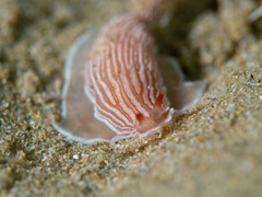 Image of Dermatobranchus rubidus