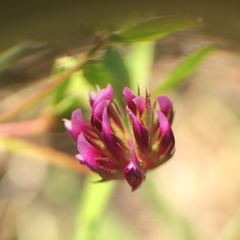 Trifolium gracilentum