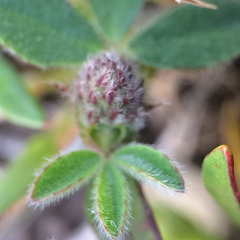 Trifolium macraei