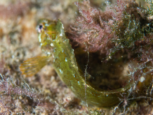 Common weedfish (Heteroclinus perspicillatus) — Clinidae