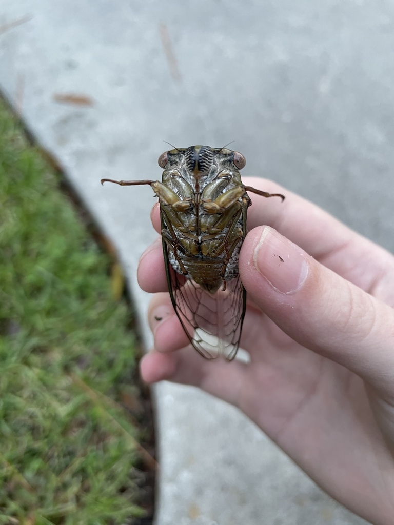 Typical Cicadas from Savannah on September 28, 2023 by eaglechilling