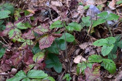 Fragaria moschata