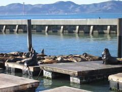 Zalophus californianus