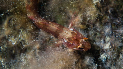 Heteroclinus heptaeolus