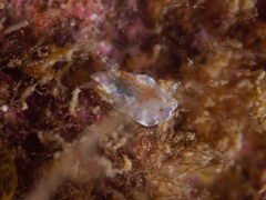 Chromodoris alternata