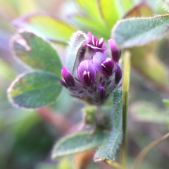 Trifolium macraei