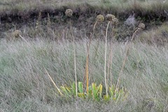 Allium nutans