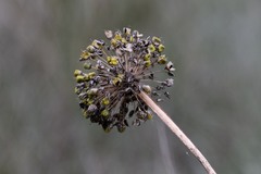 Allium nutans