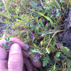 Trifolium macraei