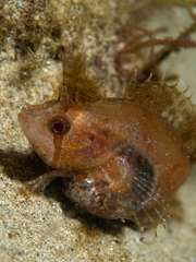 Cristiceps australis