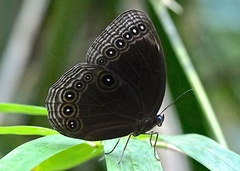 Ethope himachala