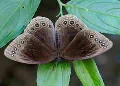 Ethope himachala