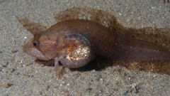 Cristiceps australis