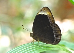 Mycalesis anaxias