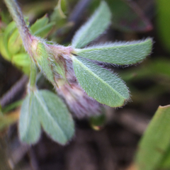 Trifolium macraei