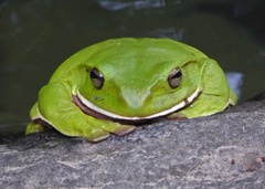 Zhangixalus smaragdinus