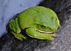 Zhangixalus smaragdinus