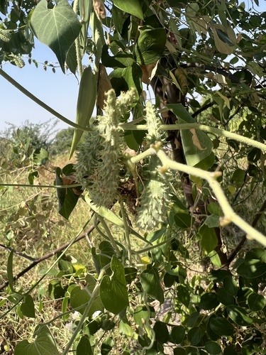 Trellis-vine