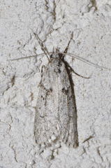 Diurnea fagella