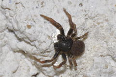 Ozyptila claveata