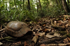 Indotestudo elongata