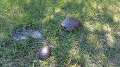 Deirochelys reticularia