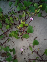 Ipomoea pes-caprae brasiliensis