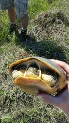 Deirochelys reticularia