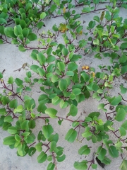 Ipomoea pes-caprae brasiliensis