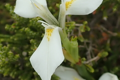 Moraea albicuspa