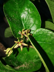 Vincetoxicum cordatum