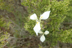 Moraea albicuspa