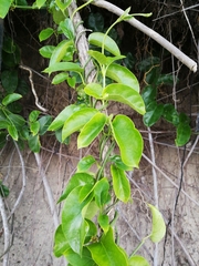 Vincetoxicum cordatum