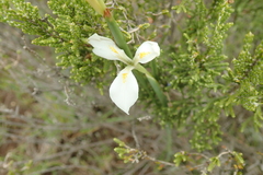 Moraea albicuspa