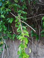 Vincetoxicum cordatum
