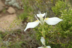 Moraea albicuspa