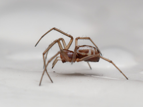 Microlinyphia pusilla