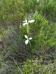 Moraea albicuspa
