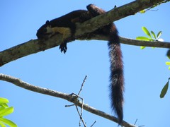 Ratufa bicolor