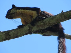 Ratufa bicolor