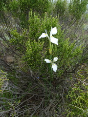 Moraea albicuspa