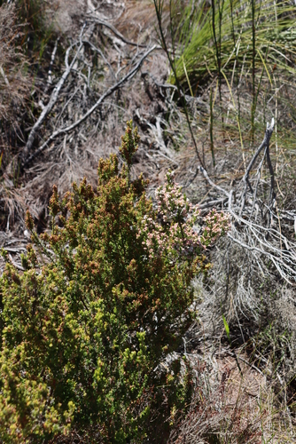 Image of Bonnet Heath (Erica calycina) by (c) Tony Rebelo, some rights reserved (CC BY-SA)