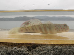 Cryptocentrus melanopus