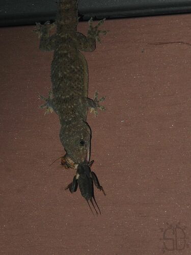 Brook's House Gecko
