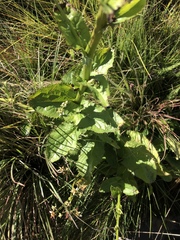 Alepidea cordifolia
