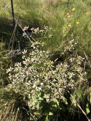 Alepidea cordifolia
