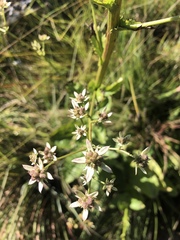 Alepidea cordifolia